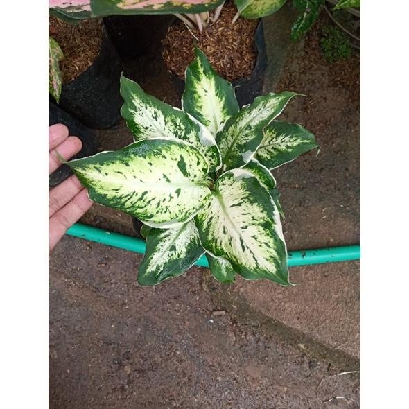 DISKON SPESIAL SALE PAKET AGLONEMA KOCHIN HIBRID+ LUKISAN CINTA MURAH TERBARU