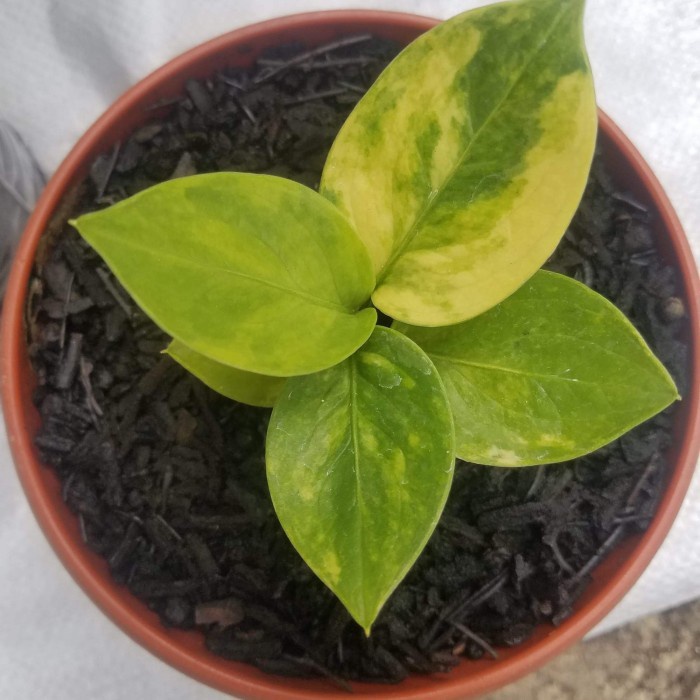 MUST HAVE MEDIA TANAM KLENTENG OVEN PREMIUM 6 LITER / MEDIA TANAM AGLONEMA DLL TERLARIS