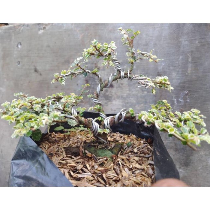 PROMO DISKON BAHAN BONSAI ULMUS SUPER MIKRO VARIEGATA SUDAH PROSES KAWAT. TERBARU