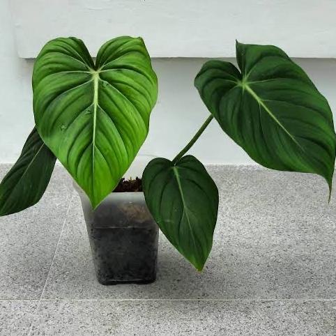 Limited Tanaman Hias Philodendron Mcdowell - Philodendron Murah