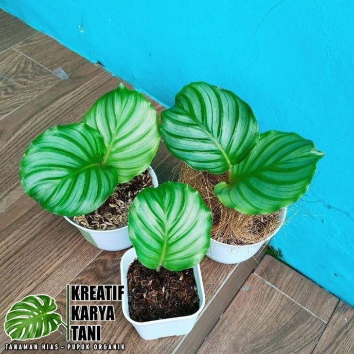 Terbaru Tanaman Hias Calathea Orbifolia - Calathea Orbifolia Orbi