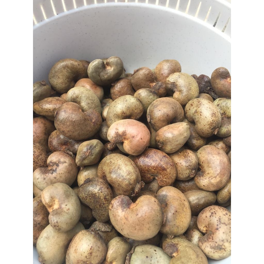 

Kacang mete / mede 1kg gelondong asli Sualawesi