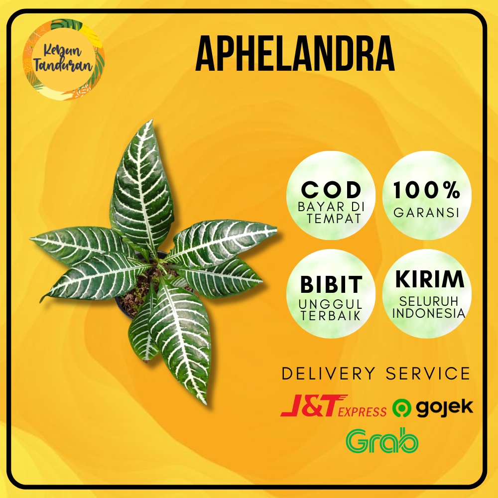 Bibit Tanaman Hias Hidup Aphelandra Squarrosa / Daun Zebra Warna Hijau