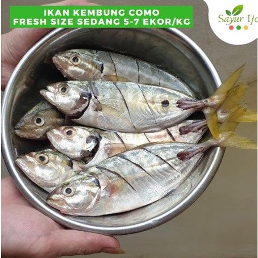 

Ikan Kembung Como 1 Kg Size Uk Sedang 5-7 Ekor Fresh Grade A Seafood