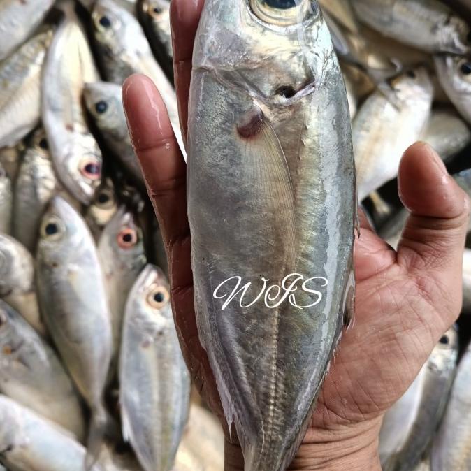 

ikan kembung mata Belo segar harian size 6-9 1kg