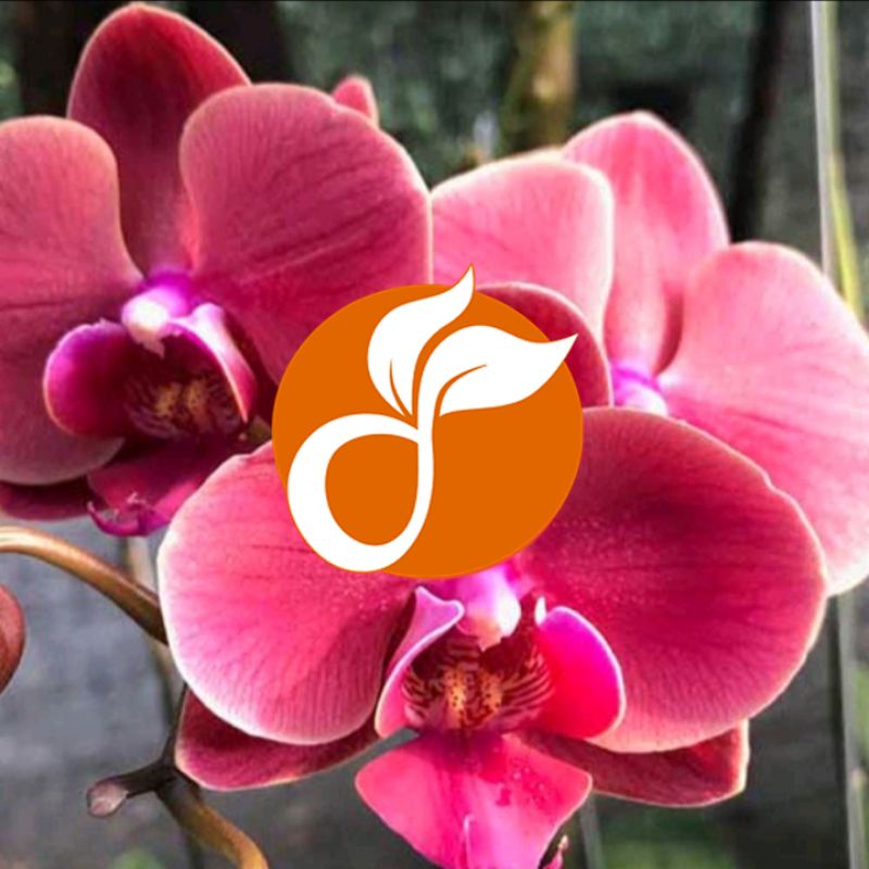 Bibit anggrek Bulan Jumbo Hybrid Premium Seedling & PraRemaja