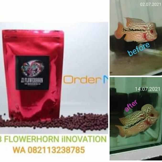 BARU SUPER RED J3 Flowerhorn ( pelet louhan)