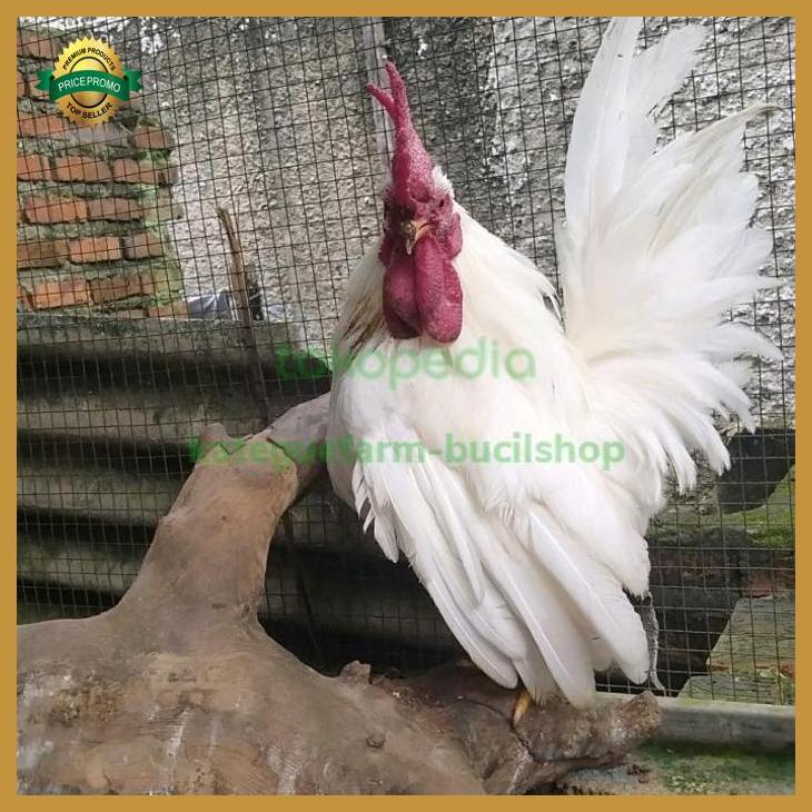 ayam kate jago putih sepasang betina warna random yenniarianti_