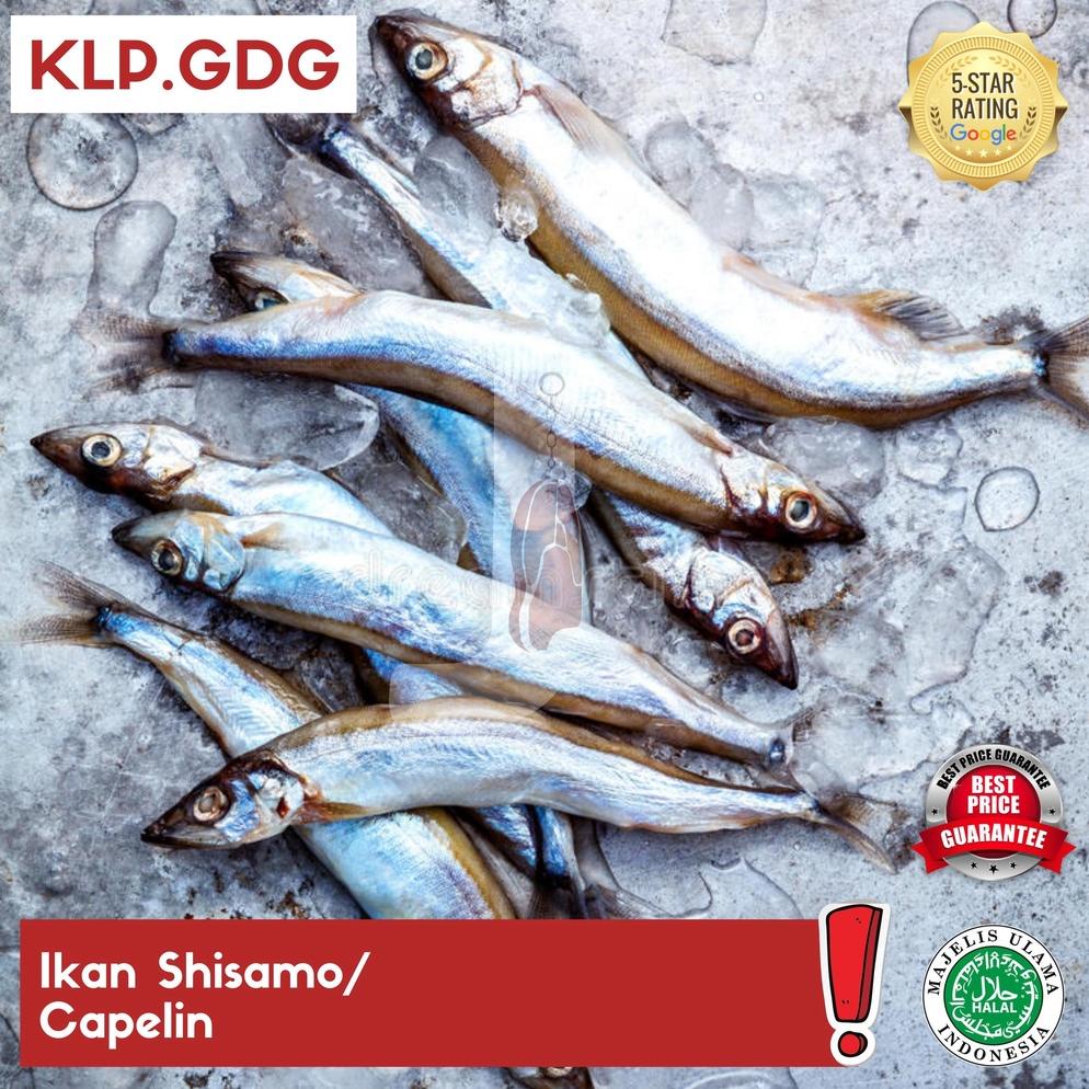 

8.8 [Discount] Ikan Shisamo/ Capelin - Klp Gading New !!