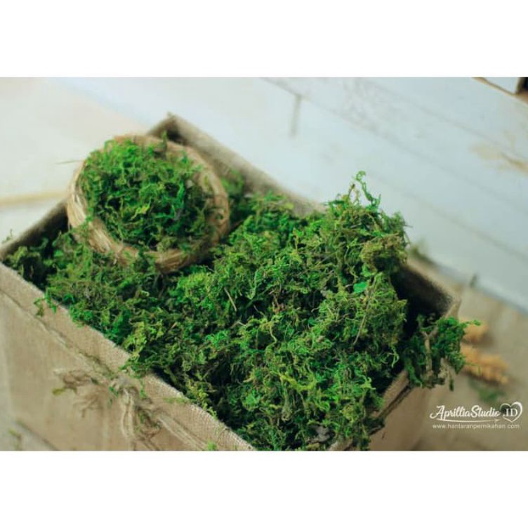 ➤ Lumut kering 1 kg / Green moss / rumput kering sintetis / dekorasi ✿ ✹ ¯