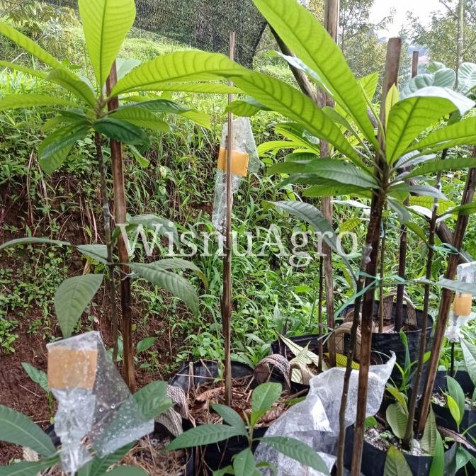 BARU  Pohon Mamey Sapote Hasil Sambung Pucuk (Okulasi)