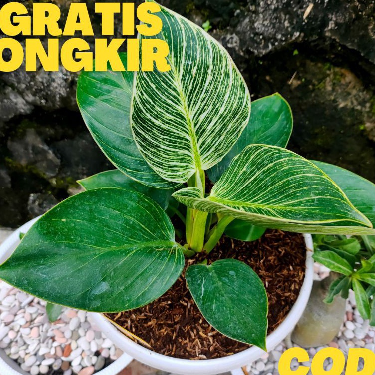 ¯ Philo Birkin / Philodendron birkin / philo / Birkin r Produk Terkini ☢.