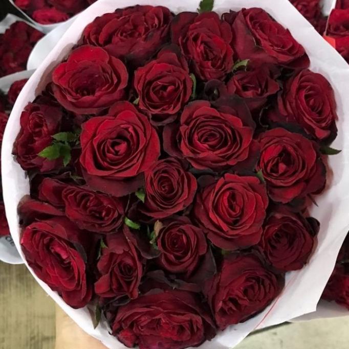 

Sale 6.6 Bunga Mawar Malang Merah Fresh