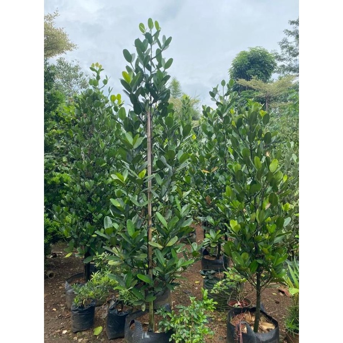 BARU  Pohon Garcinia Murah || Tanaman Garcinia / Nangka Taiwan || Termurah