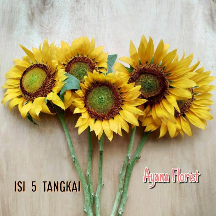 

Promo Bunga Matahari / Sunflower Asli Fresh Segar Cocok Untuk Hiasa Acara