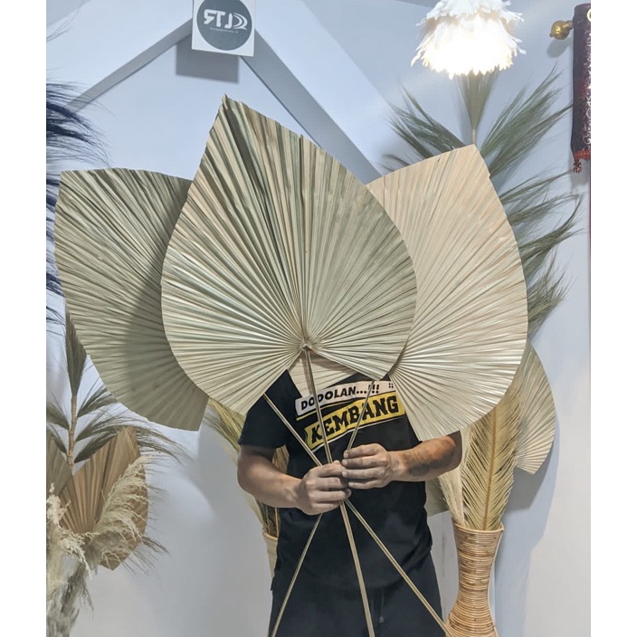 WBBM8277 HOT  DAUN PALEM/DAUN PALM KERING/Daun Palem kering/Daun kering JUMBO dekorasi/Palem/Dekoras