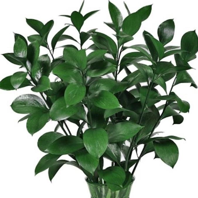 

Terbaru Daun Ruskus Fresh 10 Batang