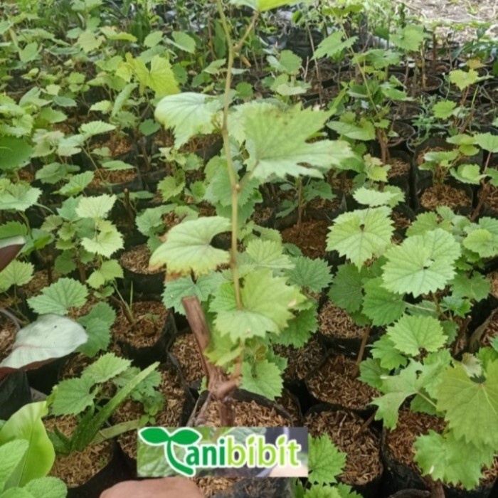 bibit anggur red master - pohon anggur - tanaman cepat berbuah