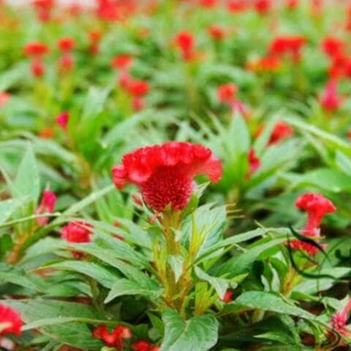 pohon jengger ayam / bunga jengger ayam