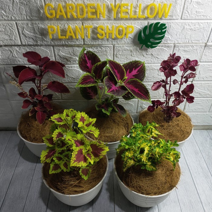 5 PAKET TANAMAN HIAS COLEUS / MIANA GENGS / INC POT TAWON ORIGINAL