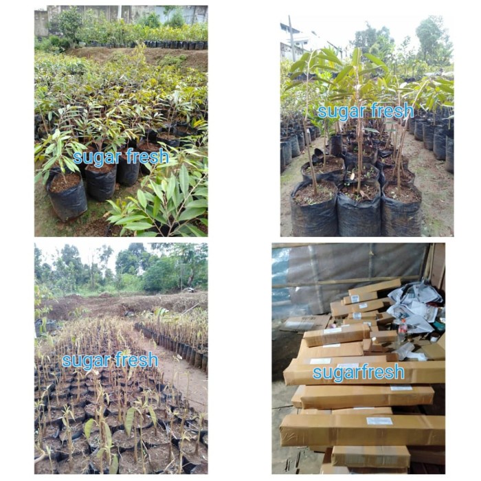 3 PAKET BIBIT DURIAN MUSANG KING KAKI 1/DUREN MUSANG KING ORIGINAL