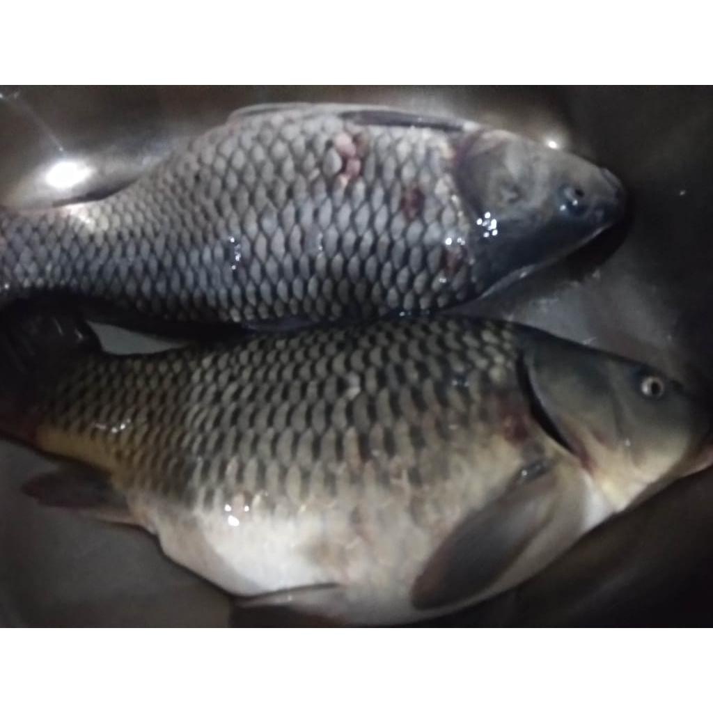 Promo Essen Ikan Mas Anggur Kemangi 30 Ml / Essen Ikan Mas / Essen Oplosan Ikan Mas / Esen Mancing I