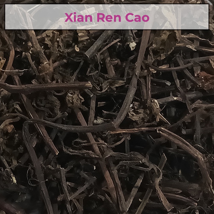 

仙人草 Cincau Hitam Xian Ren Cao
