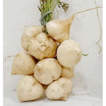 

Buah Bengkoang Segar / Bengkoang