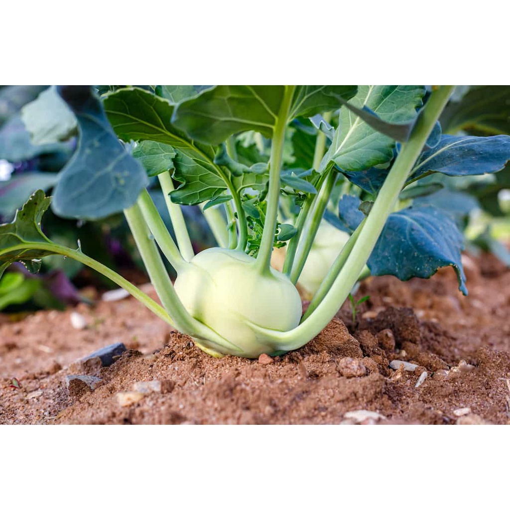 Benih Bibit Biji - Kohlrabi Green Delicacy Kohl Rabi German Turnip Seeds - IMPORT