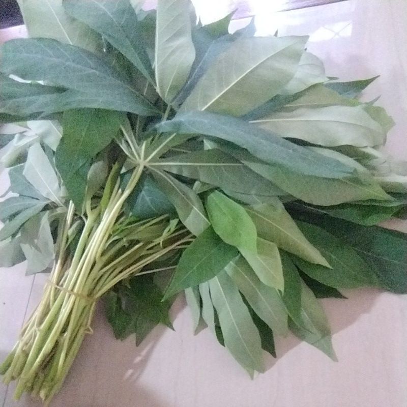 DAUN SINGKONG RACUN