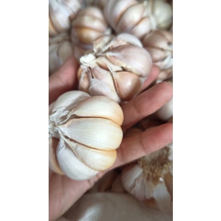 

Bawang sinco super murah