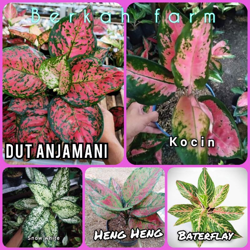 Paket 5 Jenis Aglonema daun 4-7