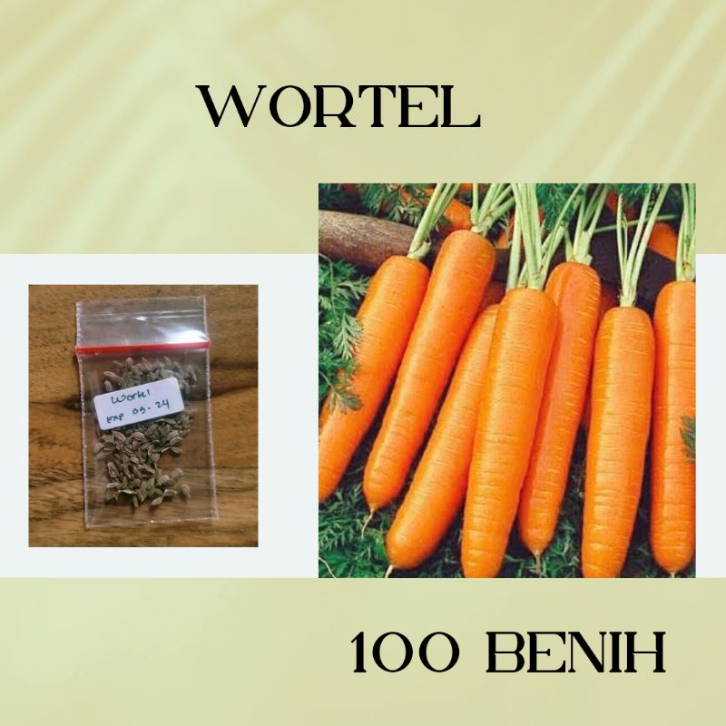 100 benih wortel kuroda cap panah merah - benih sayuran