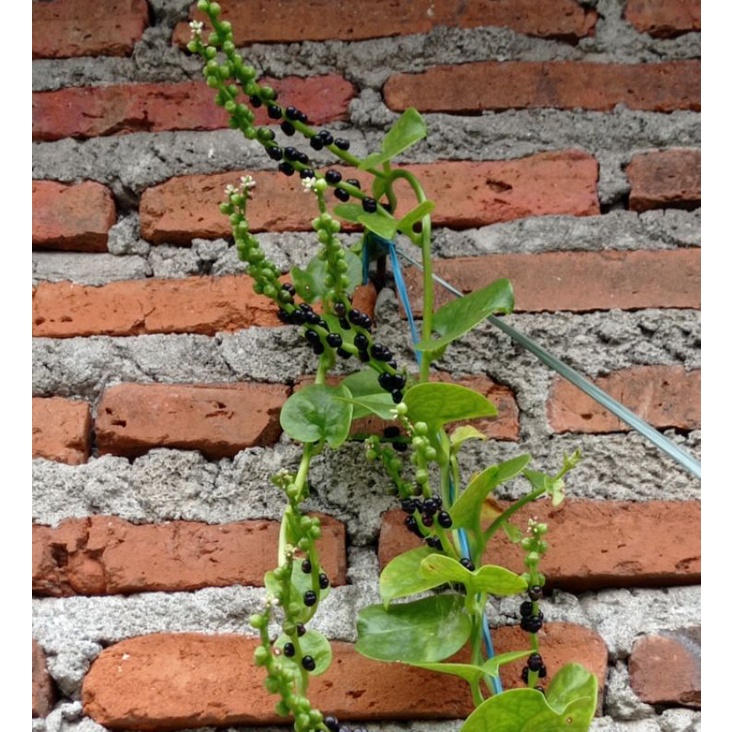 

Buah Angkung Baru Petik isi 130 lebih Untuk Stroke