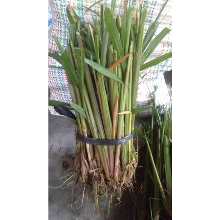 bibit rumput mombaca pakan kambing/domba/kelinci