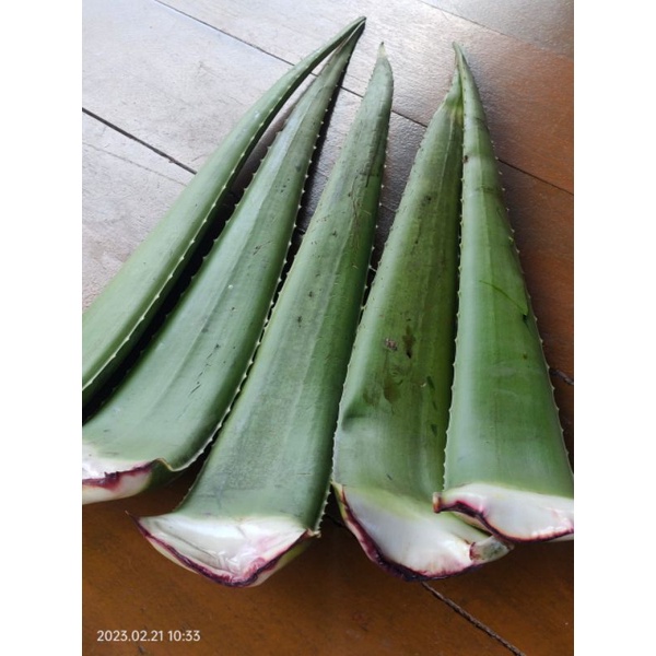 pelepah lidah buaya