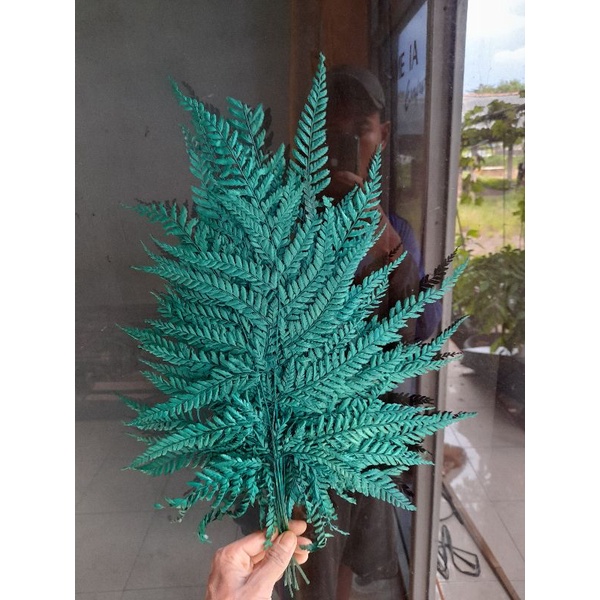 DAUN PAKIS KERING DAUN PAKU KERING bahan dekorasi mahar (1 ikat )