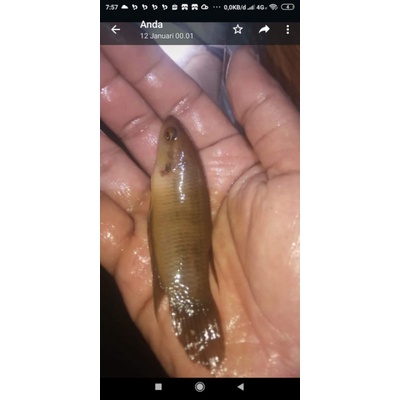 

WB Raksasa Jumbo Tempalo Hutan Segar
