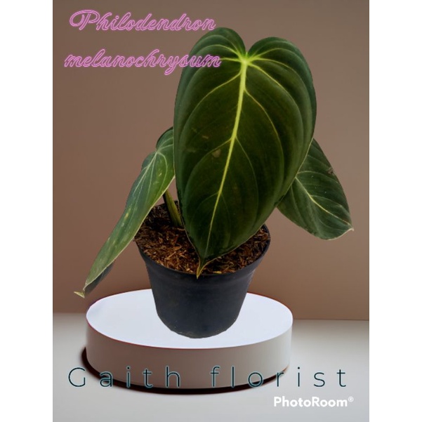 philodendron melanochrysum