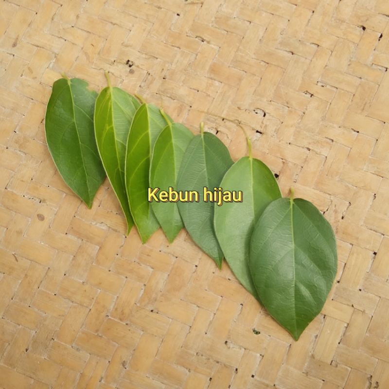 

Daun Caon 1 kg 8.000 Daunnya Keci Kecil