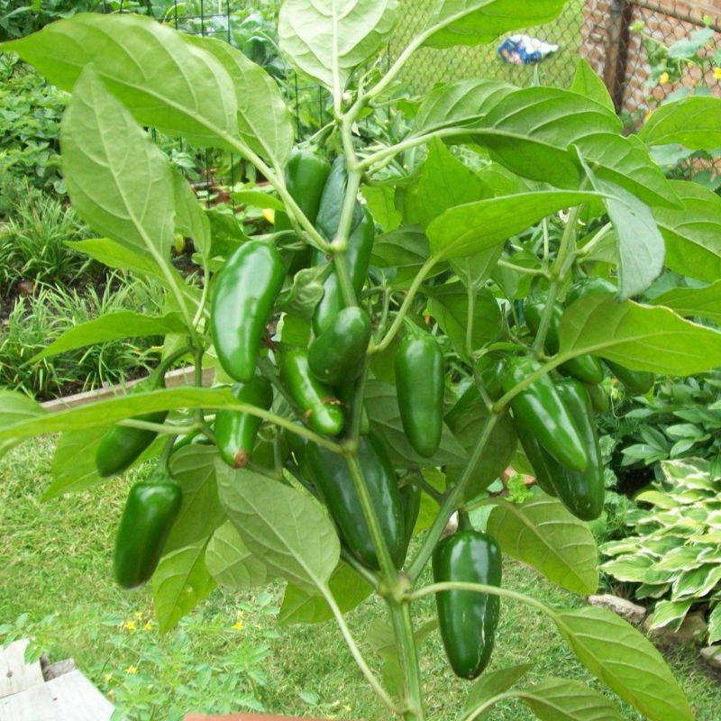 Benih Cabe JALAPENO Fanatic F1 Buah Silindris - Bibit Sayuran