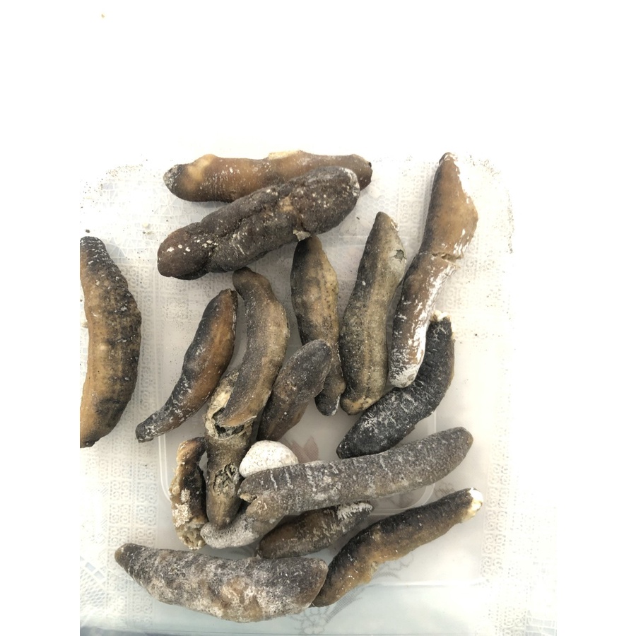 

Teripang gosok GRADE B / kg murah BANGET