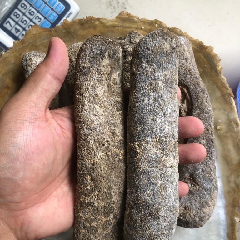 

TERIPANG BINTIK KERING MURAH HAISOM KAMBOJA ISI 7-10/KG ASLI SULAWESI