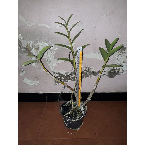 Tanaman Hias Dewasa Anggre Dendrobium lineale White (Anggrek Spesies)