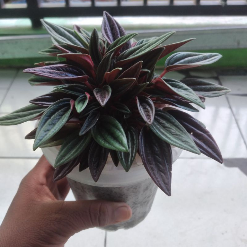 peperomia rosso