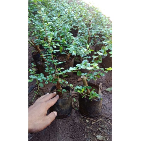 Hokiantea bunga import | Bonsai Hokianti | bibit bonsai Hokiantea