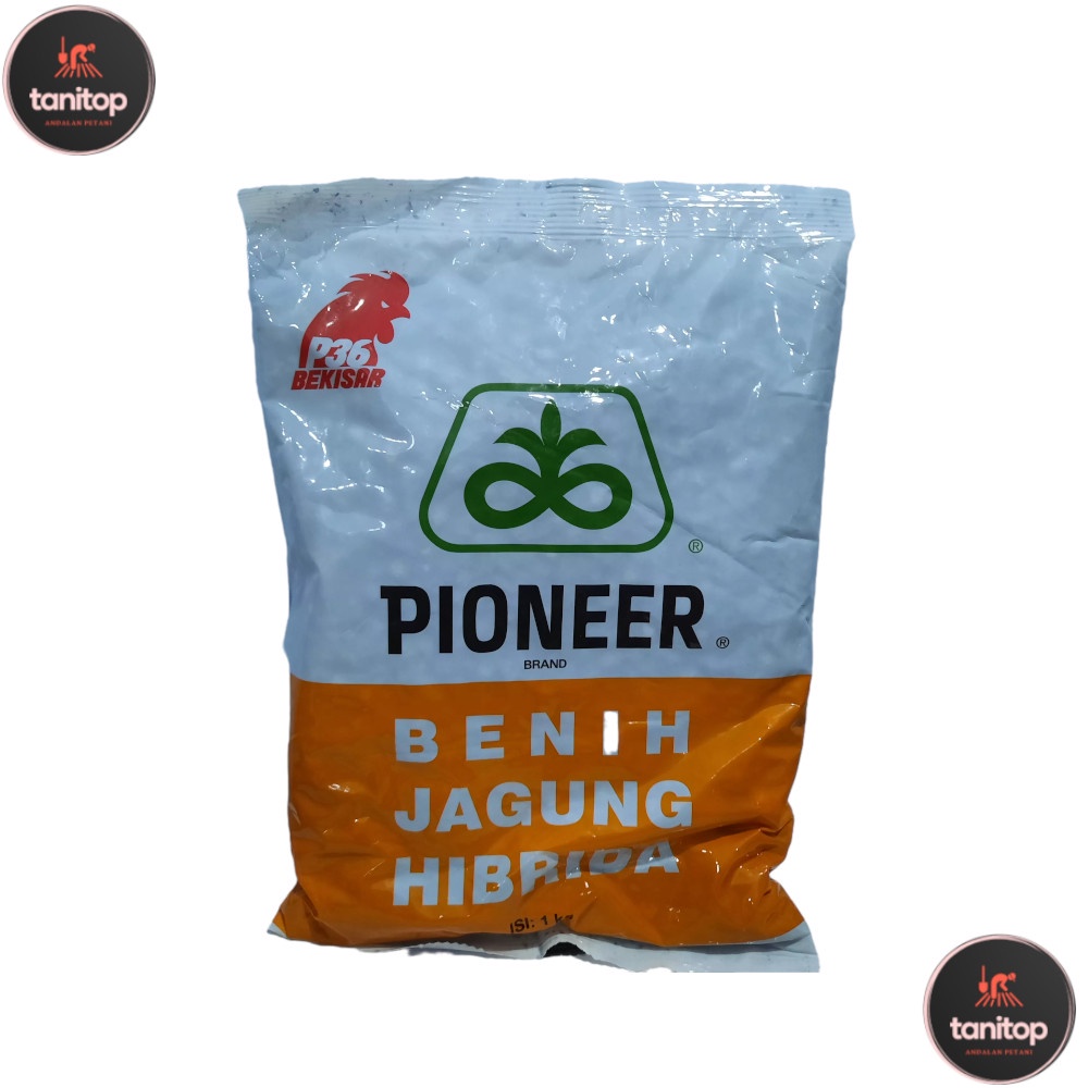 Benih Jagung P36 1 Kg Kualitas TOP