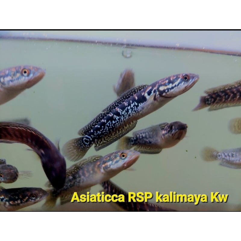 Asiatica Red Spot Pure full spot