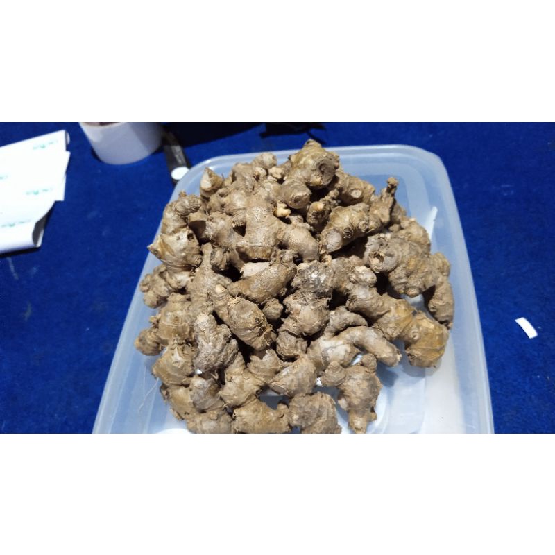 

JAHE EMPRIT Grade A (tanpa kropos² Club)