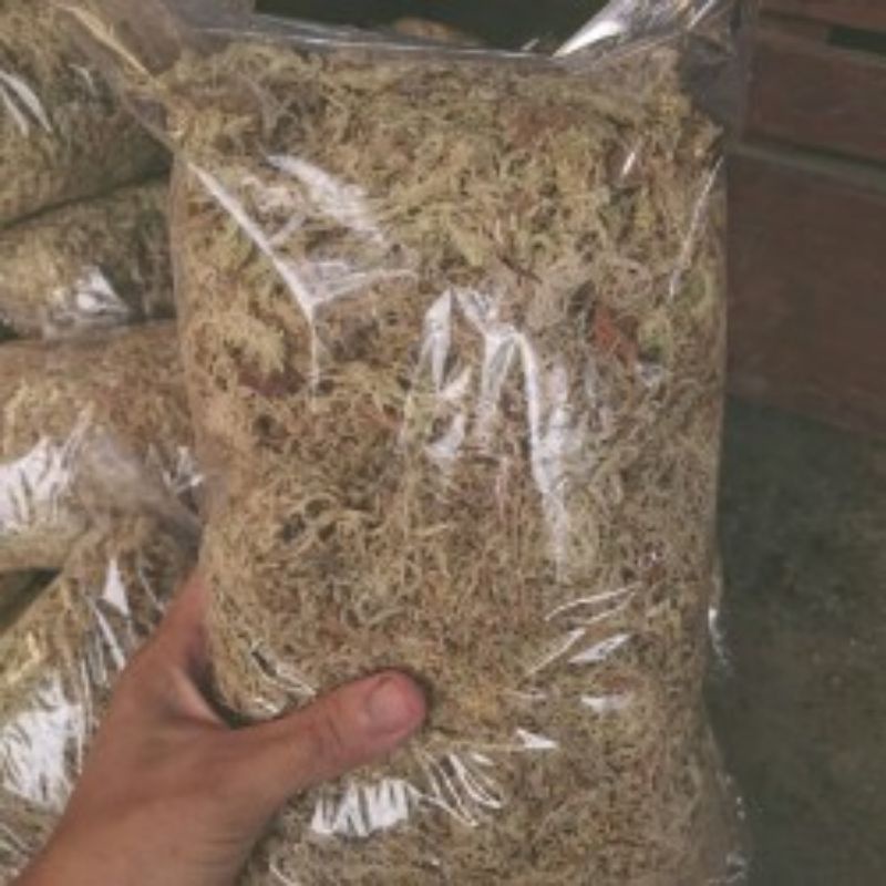 Spagnum Mos / Mos Putih